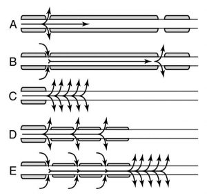 demyelinated-axon